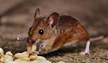 24 Hour & Emergency Exterminators in Olivers Crossroads, NC